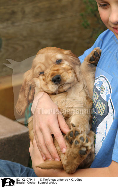 English Cocker Spaniel Welpe / KL-07914