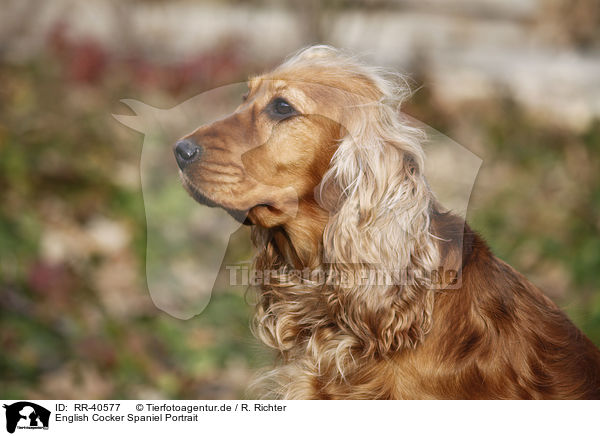 English Cocker Spaniel Portrait / RR-40577