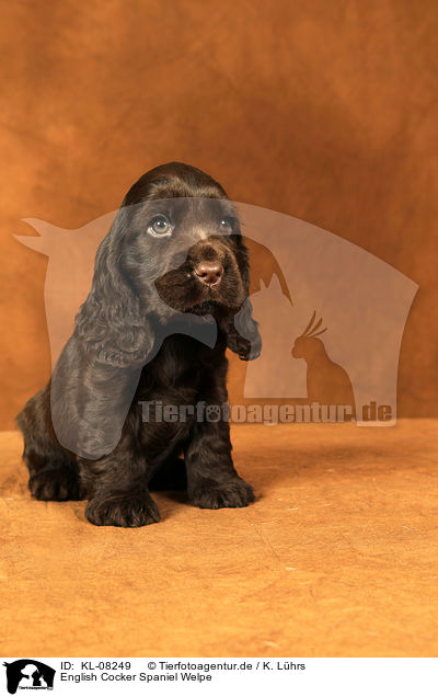 English Cocker Spaniel Welpe / English Cocker Spaniel Puppy / KL-08249