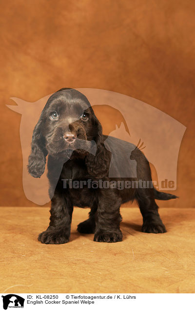 English Cocker Spaniel Welpe / English Cocker Spaniel Puppy / KL-08250