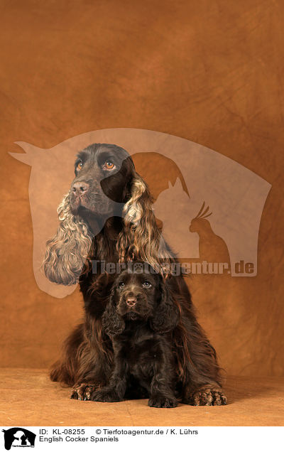 English Cocker Spaniels / KL-08255