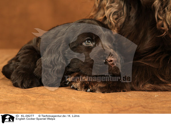 English Cocker Spaniel Welpe / English Cocker Spaniel Puppy / KL-08277