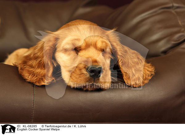 English Cocker Spaniel Welpe / English Cocker Spaniel Puppy / KL-08285