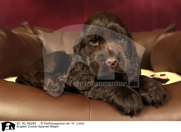 English Cocker Spaniel Welpe / English Cocker Spaniel Puppy / KL-08295