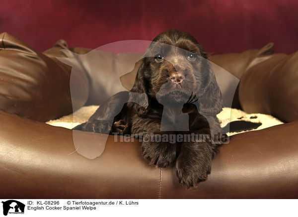 English Cocker Spaniel Welpe / English Cocker Spaniel Puppy / KL-08296