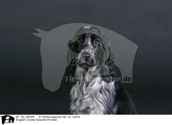 English Cocker Spaniel Portrait / English Cocker Spaniel Portrait / KL-08506