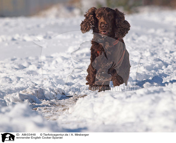 rennender English Cocker Spaniel / running English Cocker Spaniel / AM-03448