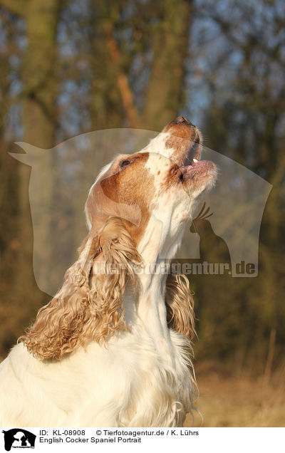 English Cocker Spaniel Portrait / English Cocker Spaniel Portrait / KL-08908
