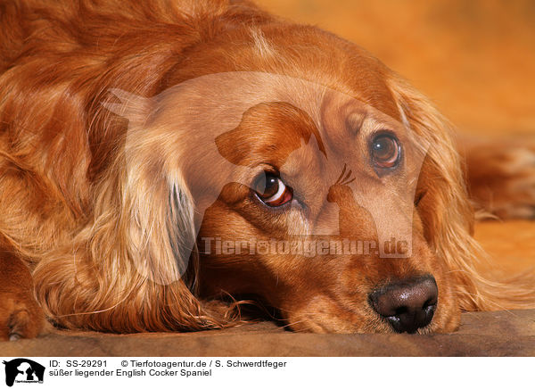 s��er liegender English Cocker Spaniel / cute lying English Cocker Spaniel / SS-29291