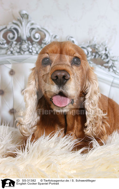 English Cocker Spaniel Portrait / English Cocker Spaniel Portrait / SS-31382