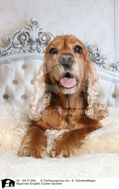 liegender English Cocker Spaniel / lying English Cocker Spaniel / SS-31384