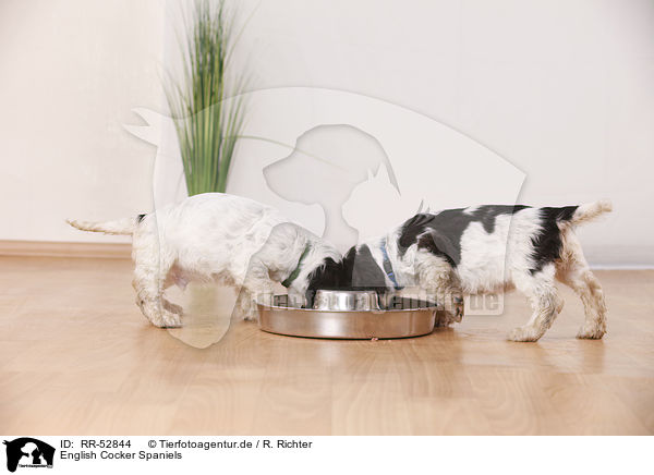 English Cocker Spaniels / RR-52844