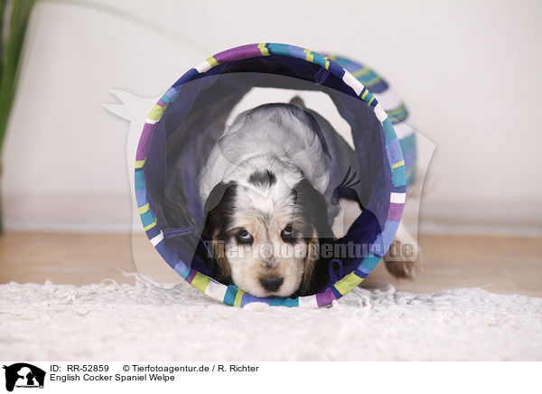 English Cocker Spaniel Welpe / English Cocker Spaniel puppy / RR-52859