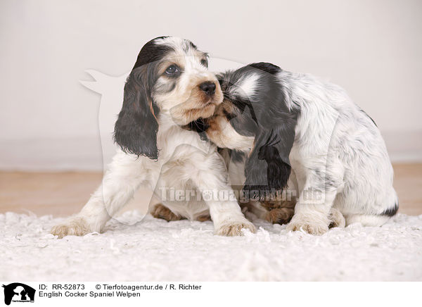 English Cocker Spaniel Welpen / sitting Cocker puppies / RR-52873