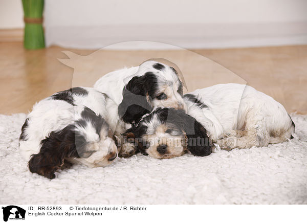 English Cocker Spaniel Welpen / sitting Cocker puppies / RR-52893