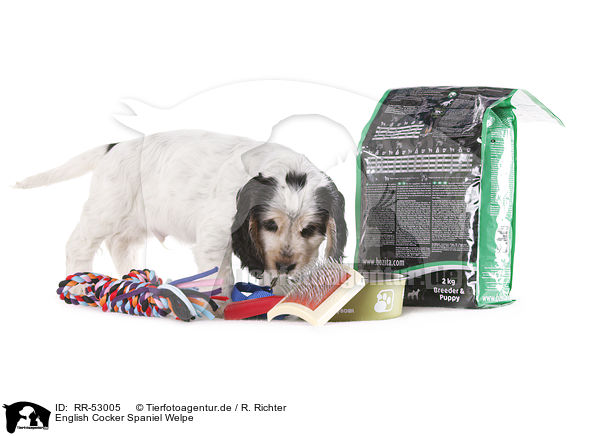 English Cocker Spaniel Welpe / English Cocker Spaniel puppy / RR-53005