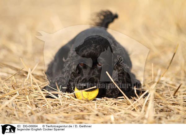 liegender English Cocker Spaniel / lying English Cocker Spaniel / DG-06664