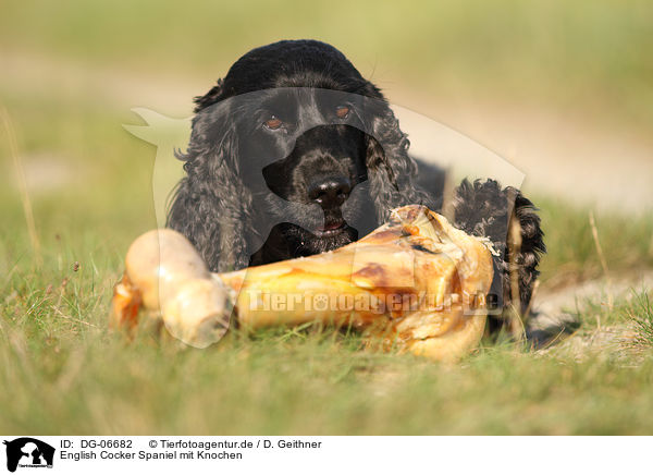 English Cocker Spaniel mit Knochen / DG-06682