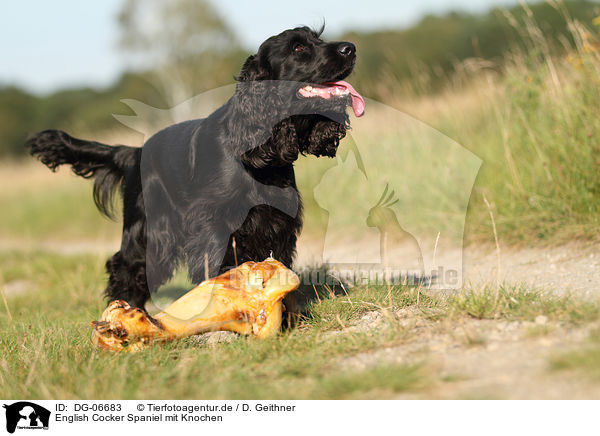 English Cocker Spaniel mit Knochen / DG-06683