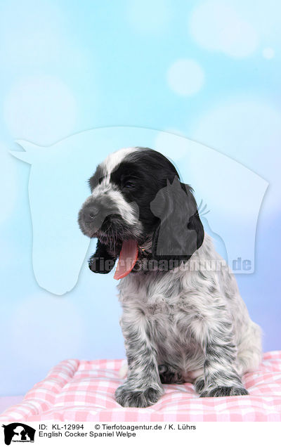 English Cocker Spaniel Welpe / English Cocker Spaniel Puppy / KL-12994