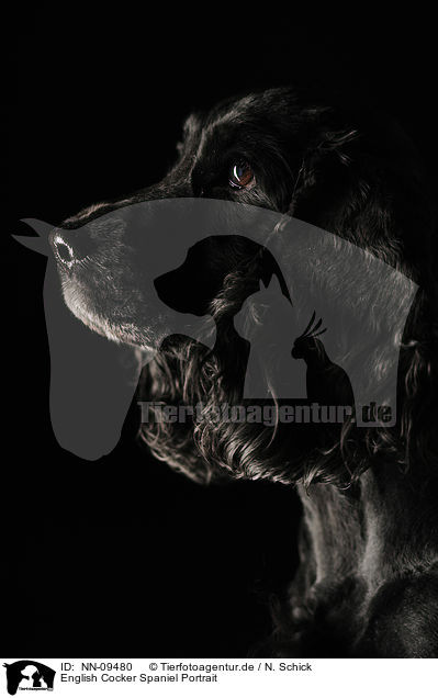 English Cocker Spaniel Portrait / NN-09480