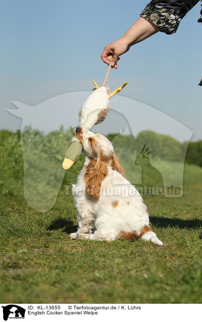 English Cocker Spaniel Welpe / English Cocker Spaniel Puppy / KL-13655