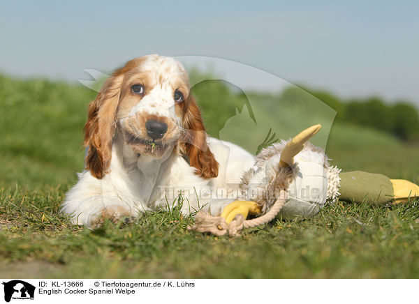 English Cocker Spaniel Welpe / English Cocker Spaniel Puppy / KL-13666