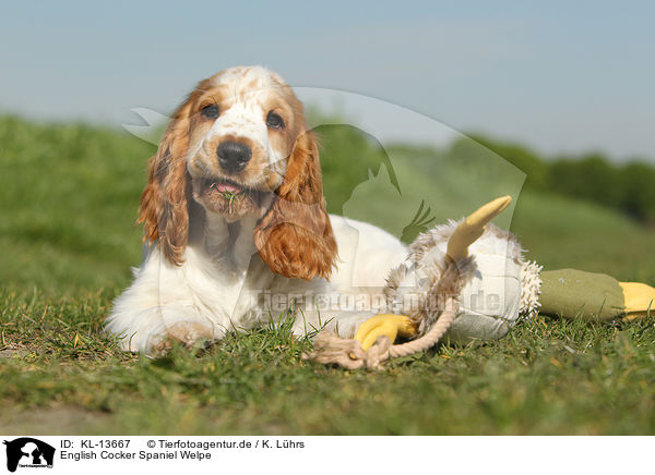 English Cocker Spaniel Welpe / English Cocker Spaniel Puppy / KL-13667