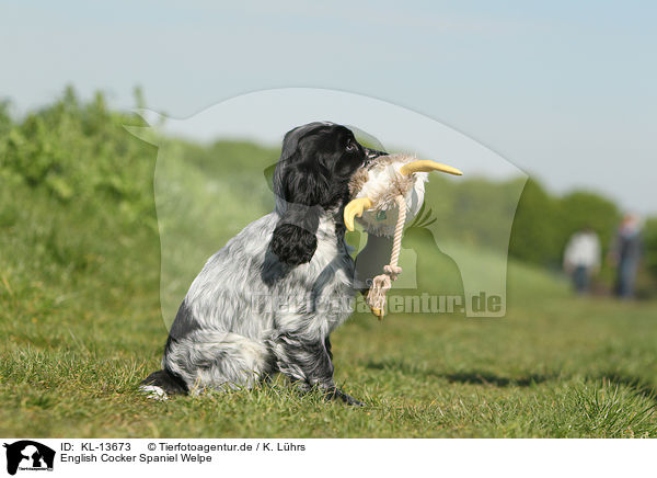 English Cocker Spaniel Welpe / English Cocker Spaniel Puppy / KL-13673