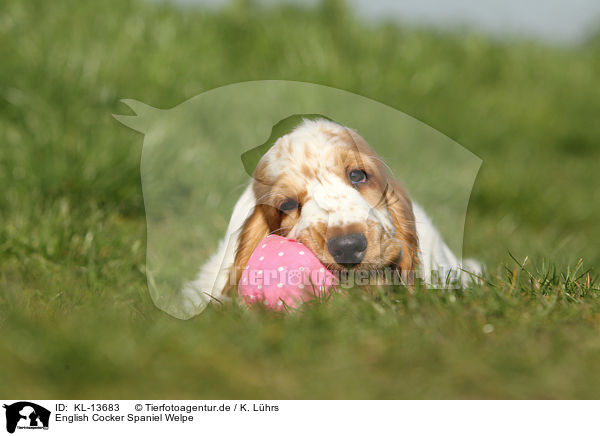English Cocker Spaniel Welpe / English Cocker Spaniel Puppy / KL-13683