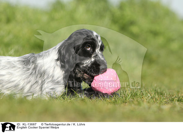 English Cocker Spaniel Welpe / English Cocker Spaniel Puppy / KL-13687