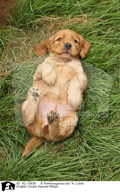 English Cocker Spaniel Welpe / KL-13836