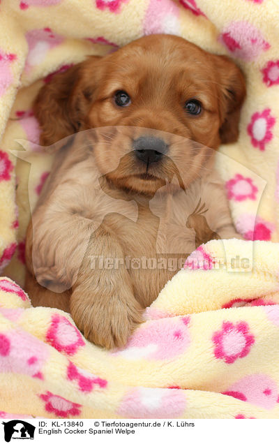 English Cocker Spaniel Welpe / KL-13840