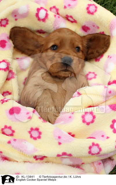 English Cocker Spaniel Welpe / KL-13841