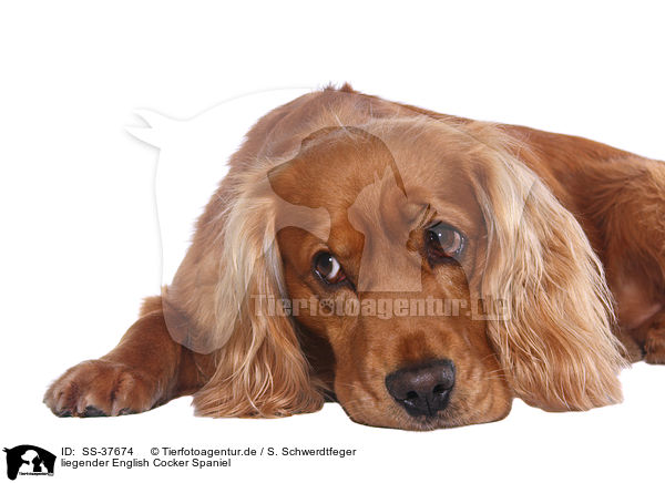 liegender English Cocker Spaniel / lying English Cocker Spaniel / SS-37674