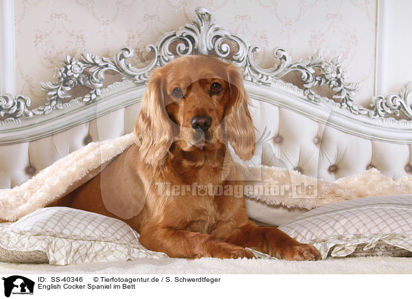 English Cocker Spaniel im Bett / English Cocker Spaniel in bed / SS-40346