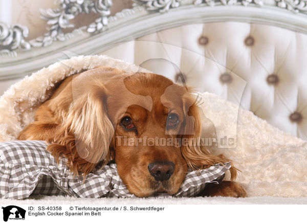 English Cocker Spaniel im Bett / English Cocker Spaniel in bed / SS-40358