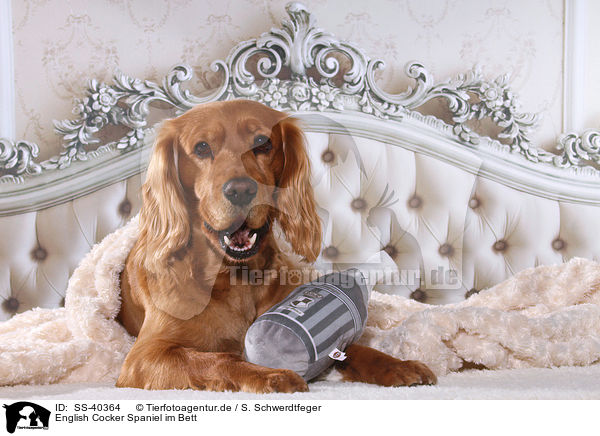 English Cocker Spaniel im Bett / English Cocker Spaniel in bed / SS-40364