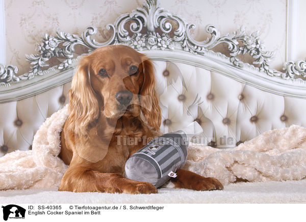 English Cocker Spaniel im Bett / English Cocker Spaniel in bed / SS-40365