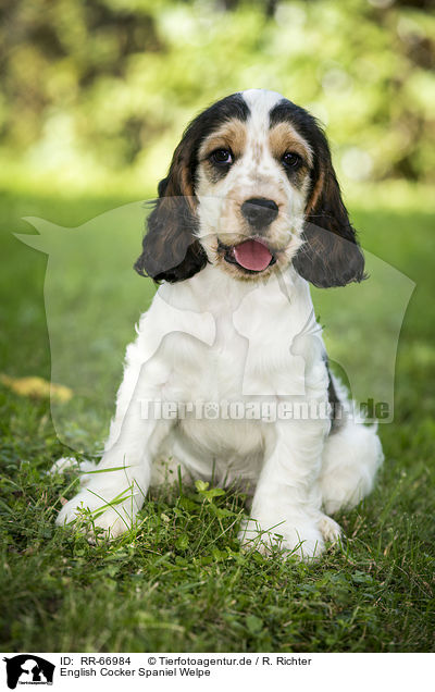 English Cocker Spaniel Welpe / RR-66984