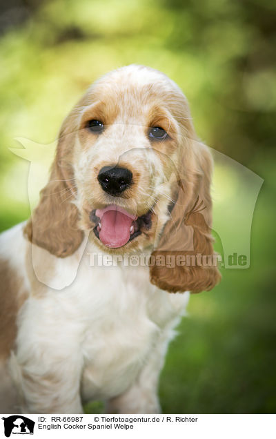 English Cocker Spaniel Welpe / RR-66987
