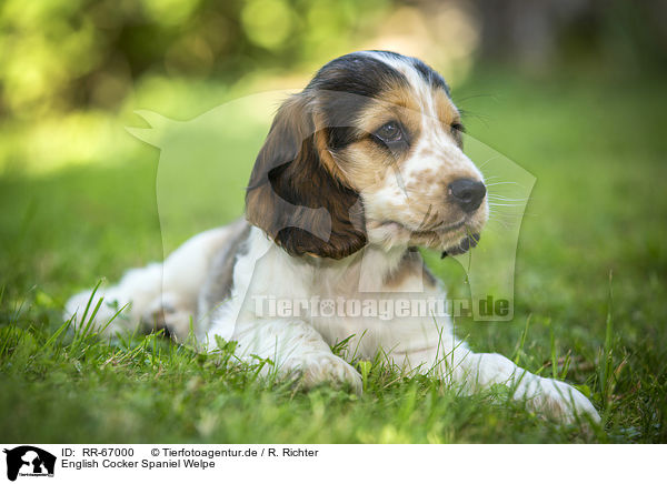English Cocker Spaniel Welpe / RR-67000
