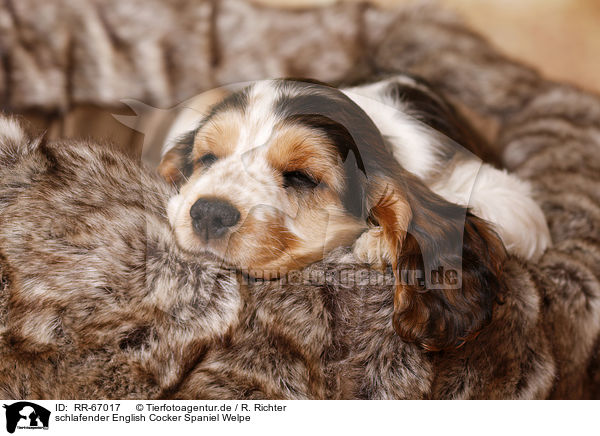 schlafender English Cocker Spaniel Welpe / RR-67017