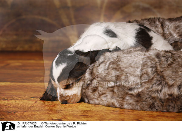 schlafender English Cocker Spaniel Welpe / RR-67025