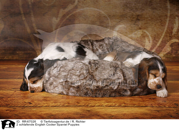 2 schlafende English Cocker Spaniel Puppies / RR-67026