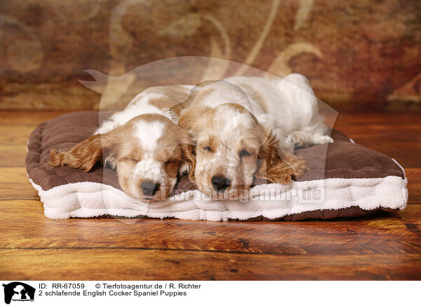 2 schlafende English Cocker Spaniel Puppies / RR-67059