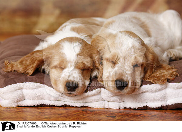 2 schlafende English Cocker Spaniel Puppies / RR-67060