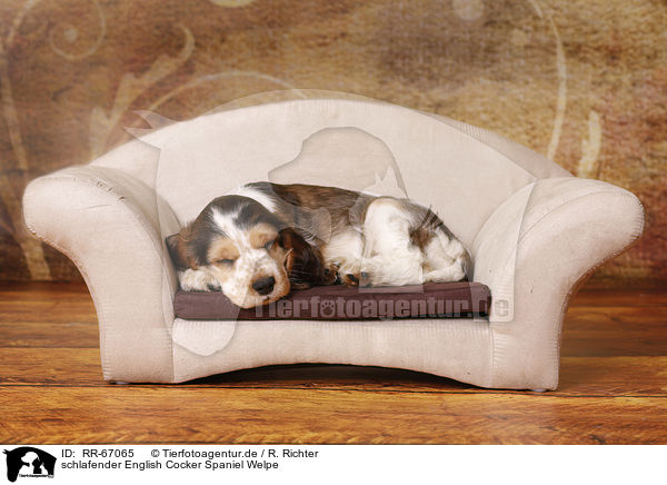 schlafender English Cocker Spaniel Welpe / sleeping English Cocker Spaniel Puppy / RR-67065