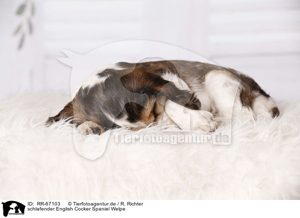 schlafender English Cocker Spaniel Welpe / RR-67103