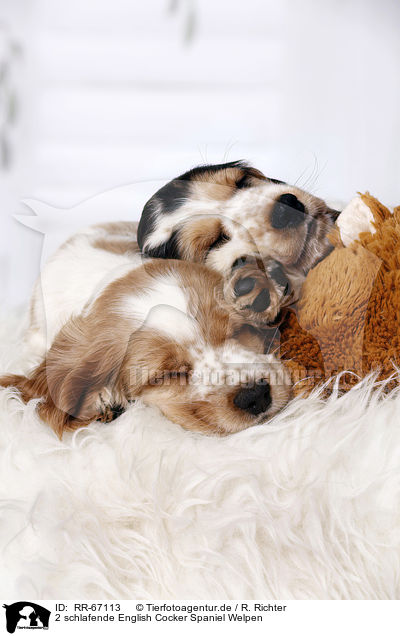 2 schlafende English Cocker Spaniel Welpen / RR-67113